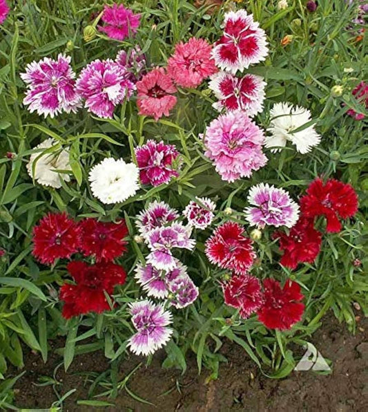 Sweet William Dianthus Barbatus – Vibrant Garden Flower Seeds