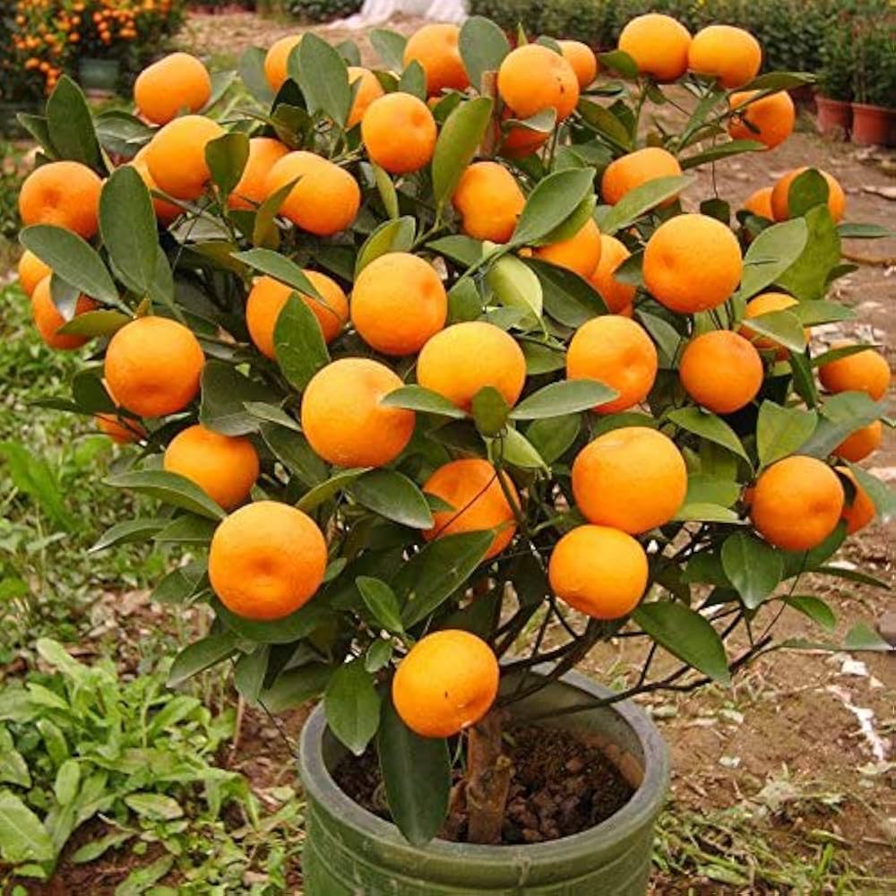 Dwarf Tangerine Mandarin – Bonsai, Dwarf Fruit Seeds