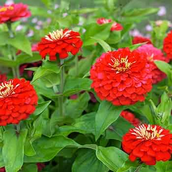 The Deep Red – Garden Flower Seeds