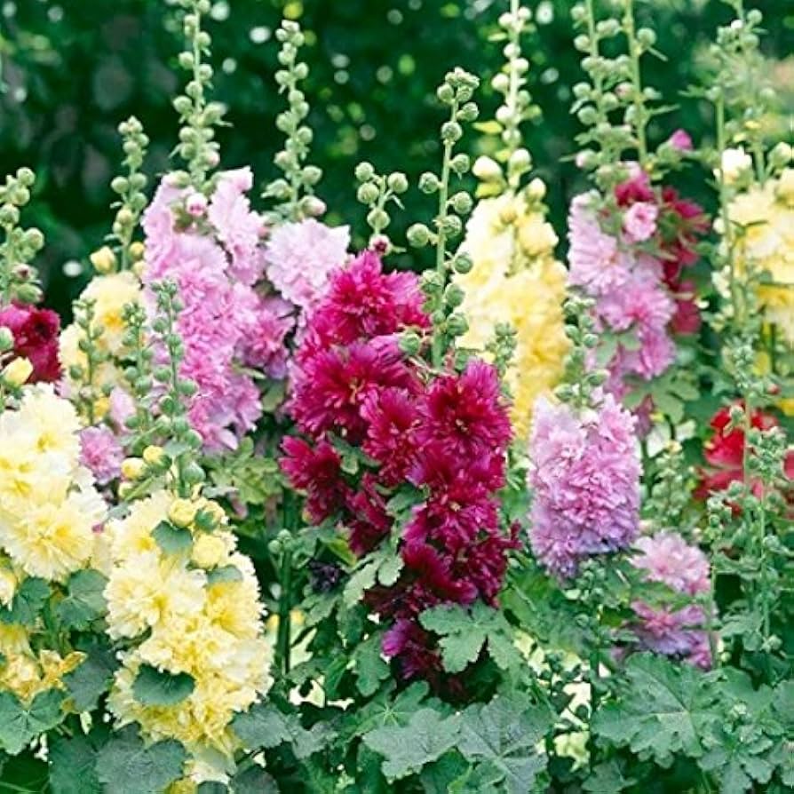 Hollyhock Danish Variety (Alcea rosea) Seeds for Planting – Heirloom, Non-GMO, Easy to Grow, Biennial Blooms