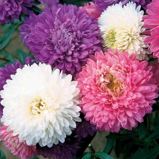 Aster Crego Giant – Mixed Flower Seeds
