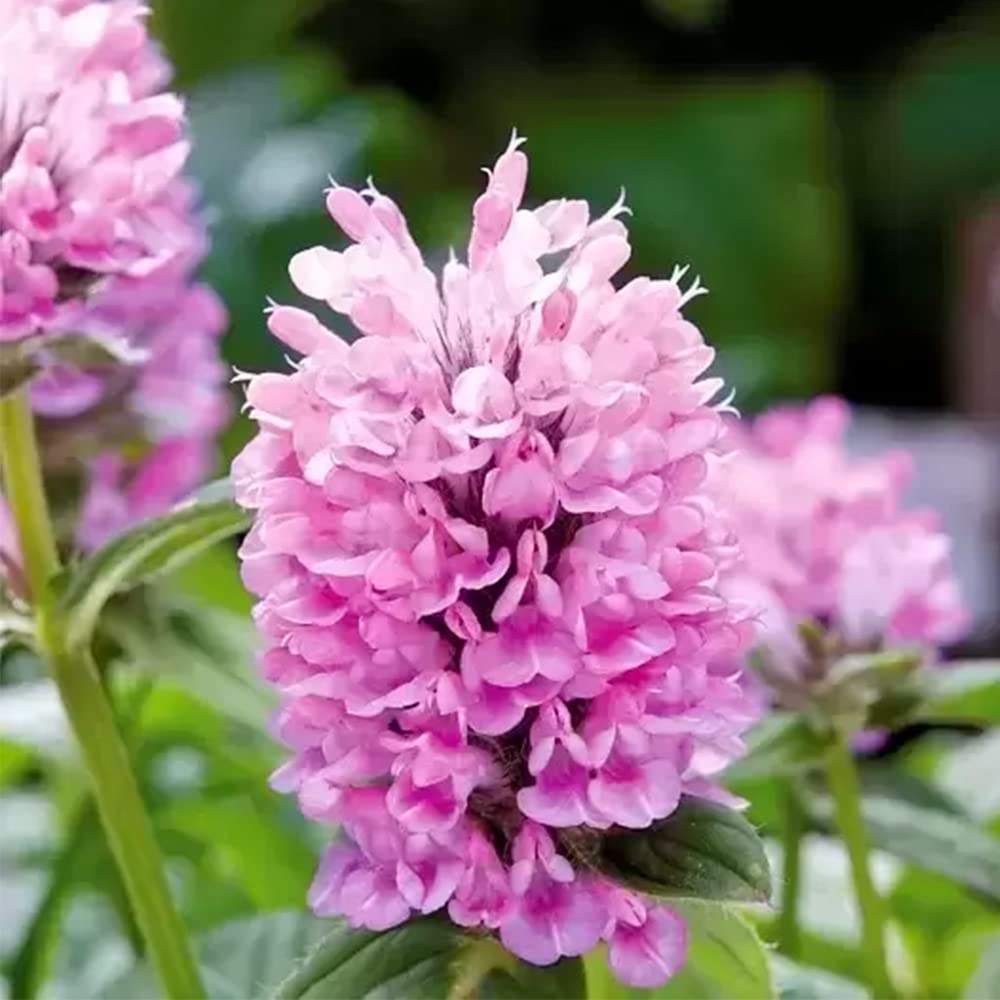 Catmint Pink Cat Nepeta Nervosa – Fragrant Garden Flower Seeds