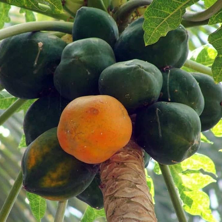 Coorg Honey Dew Papaya Seeds for Planting – Heirloom, Non-GMO, Sweet Yellow-Flesh Variety