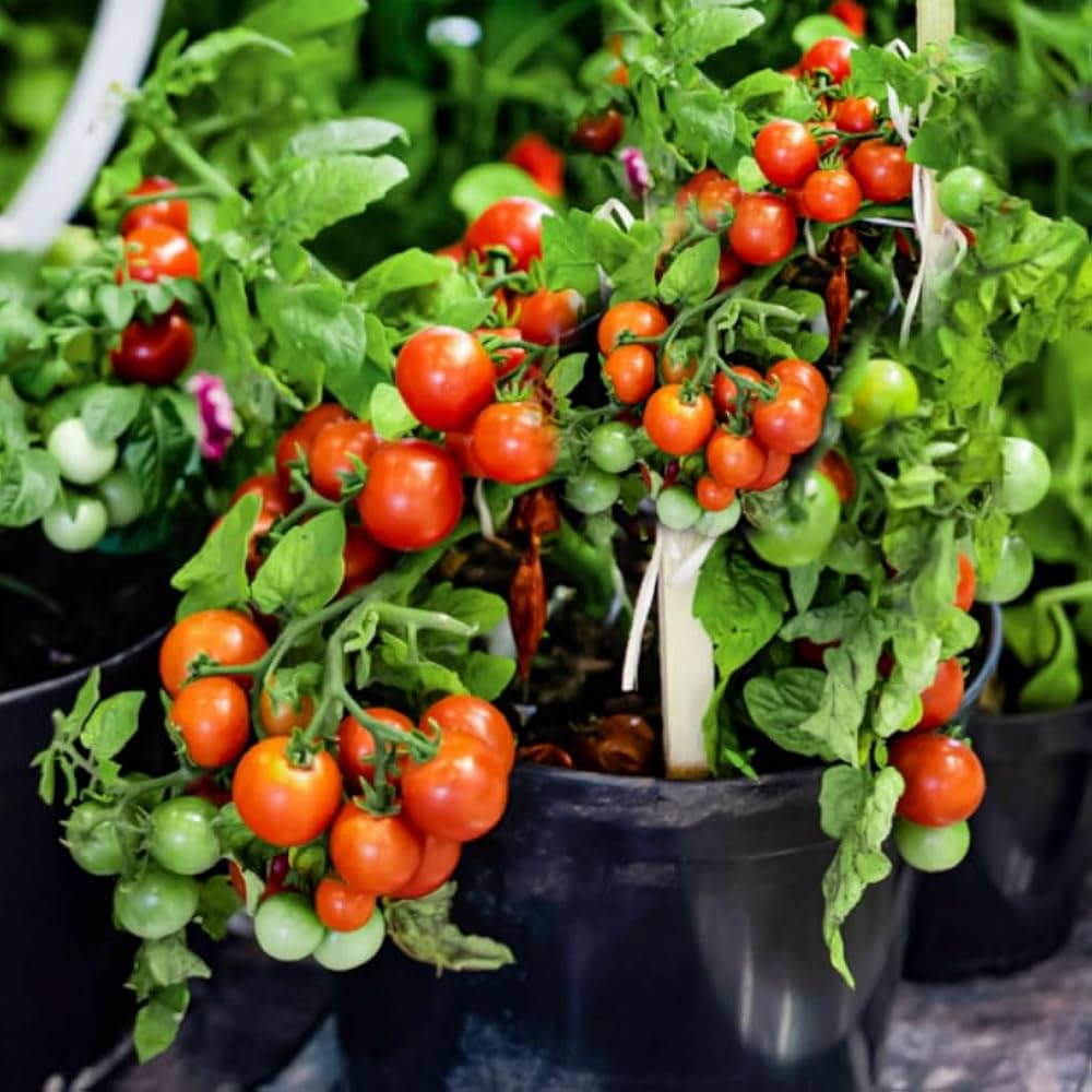 Dwarf Cherry Tomato – Dwarf Vegetable Seeds