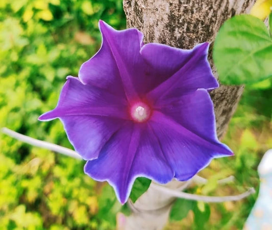 Kikyo Sapphires Japanese – Garden Flower Seeds