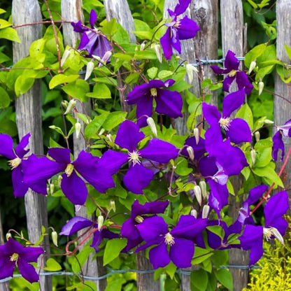 Clematis ‘The President’ Flower Seeds – Heirloom, Non-GMO, Large-Flowered Perennial Vine