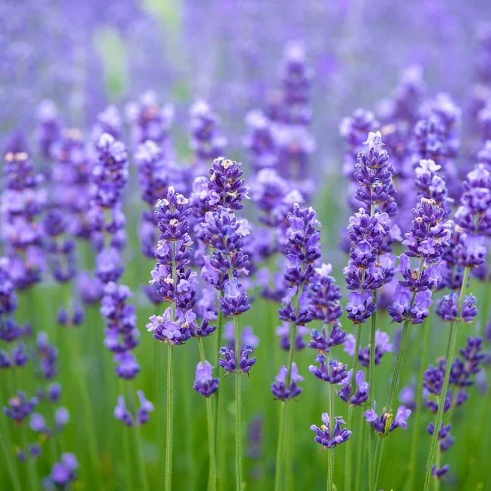 English Lavender Lavandula Angustifolia – Fragrant Perennial Herb Seeds