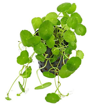 Hydrocotyle Verticillata – Umbrella Pennywort Aquarium Plant Seeds