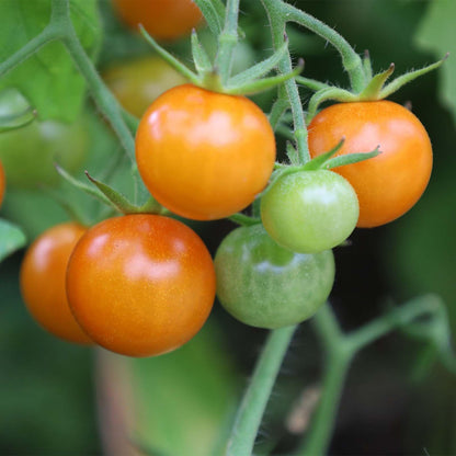 Cherry Tomato Lycopersicon – Vegetable Garden Seeds
