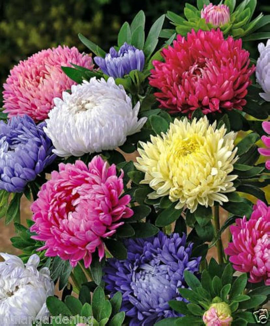 Aster Starlight Mixed Colors Callistephus Chinensis – Dwarf Garden Flower Seeds