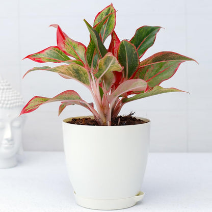 Aglaonema Red Gold Seeds Colorful Indoor Air-Purifying Plant