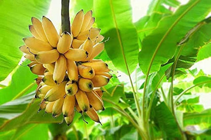 Juicy Dwarf Banana Fruit Tree Mini Bonsai Garden Seeds bag - Fruit Seeds