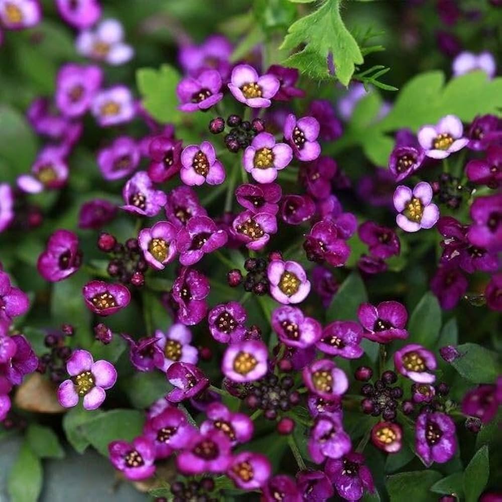 Violet Alyssum Perennial – Mixed, Perennial Flower Seeds