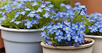 Forget Me Not Myosotis Sylvatica – Classic Blue Garden Flower Seeds