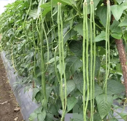 Yard Long Bean – Dark Green Vegetable Seeds