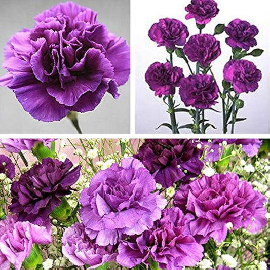 Carnation Dianthus Caryophyllus – King of Blacks Flower Seeds