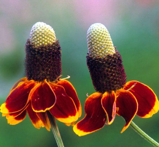 Mexican Hat Ratibida Columnaris – Colorful Wildflower Garden Seeds