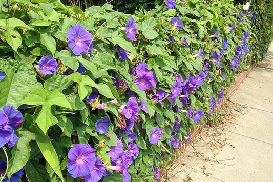 Oceanus Japanese Morning – Garden Flower Seeds