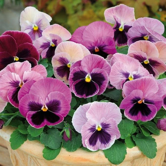Pansy Flower seeds for Planting, Garden Favorite Heirloom & GMO Free Seeds for Home Garden