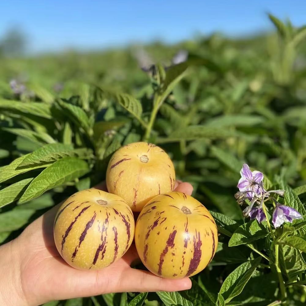 Pepino ‘Colossal Giant’ Seeds – Heirloom, Non-GMO, Large Sweet Melon-Type Fruit