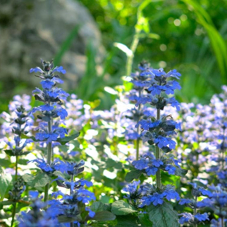 Ajuga Reptans Bugleweed Ground Cover Seeds