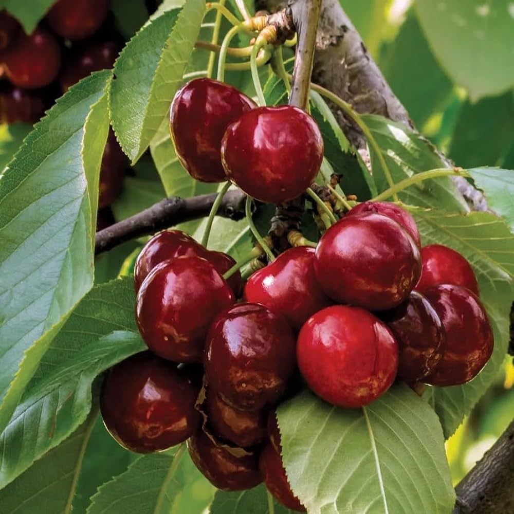 Cherry Plant (Prunus avium) Seeds for Planting – Heirloom, Non-GMO, Easy to Grow, Perennial Variety