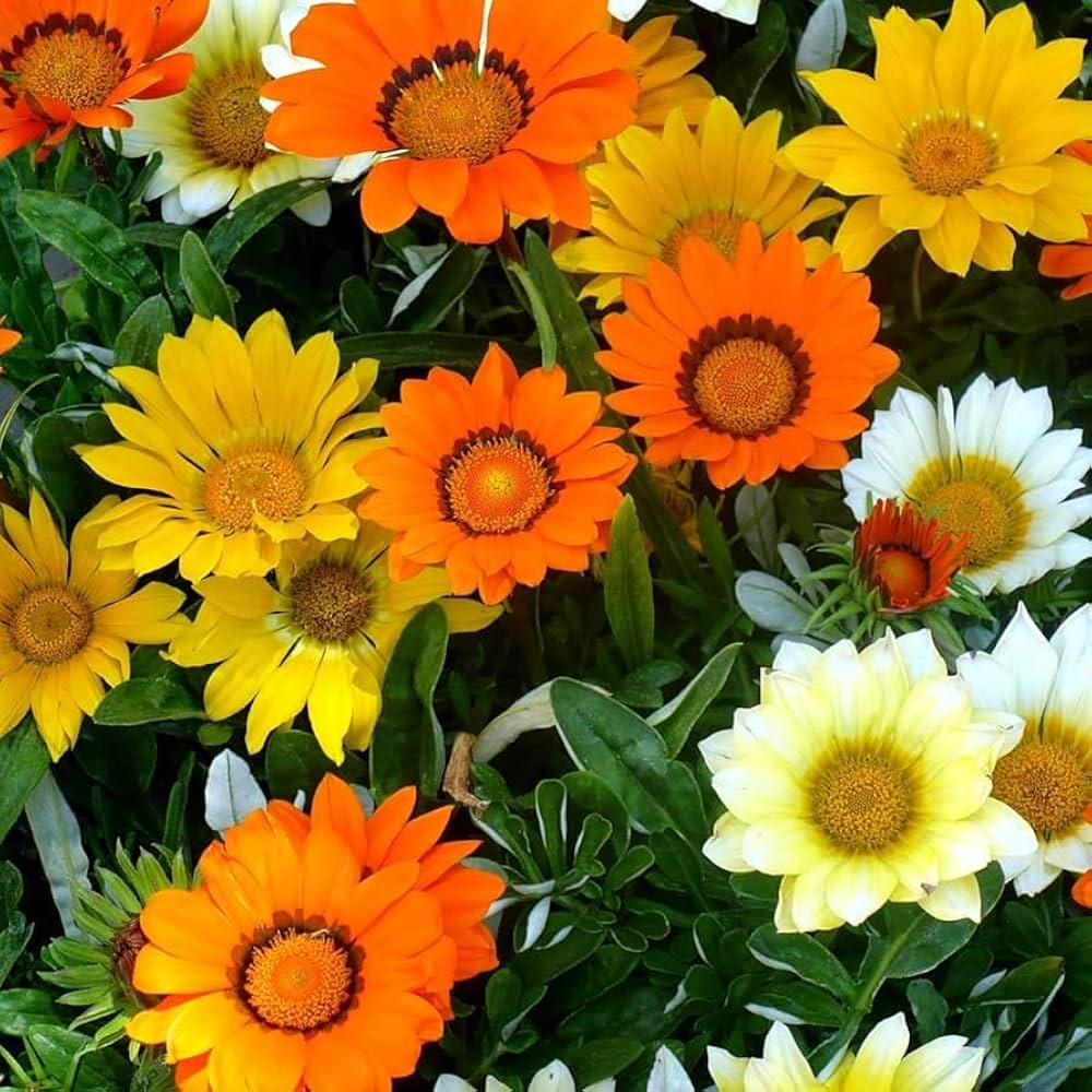 Sunshine Mixed Gazania – Annual Flower Seeds