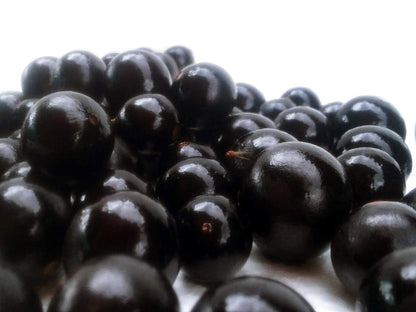 Jaboticaba (Plinia cauliflora) Seeds for Planting – Heirloom, Non-GMO, Easy to Grow, Indoor/Outdoor Variety