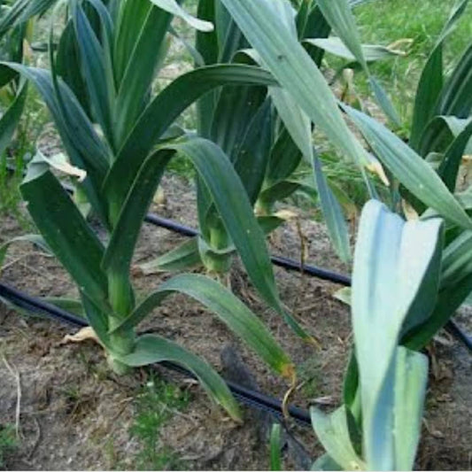 Elephant Garlic Allium – Vegetable Garden Seeds