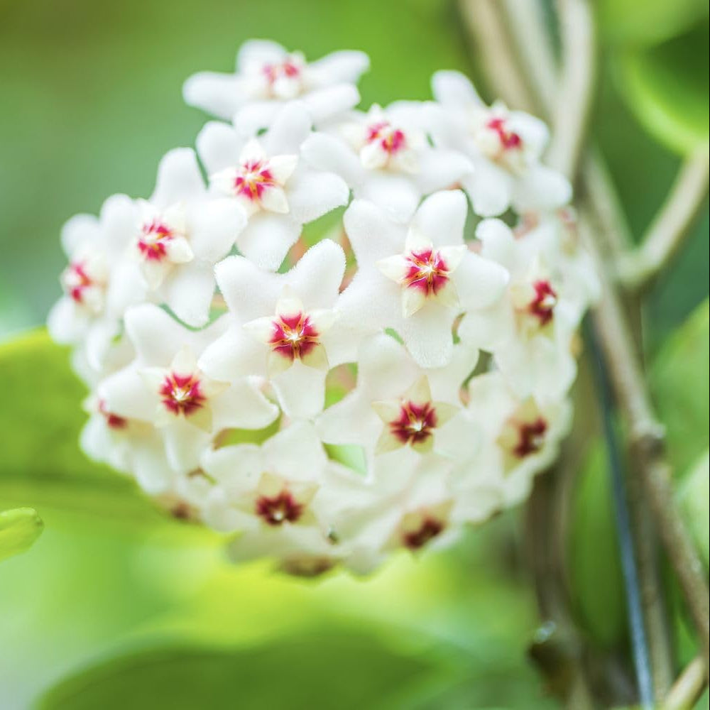 Hoya Flower Mixed Variety Seeds for Planting – Heirloom, Non-GMO, Easy to Grow, Indoor Houseplant