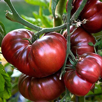 Longhorn Tomato – Heirloom Vegetable Garden Seeds