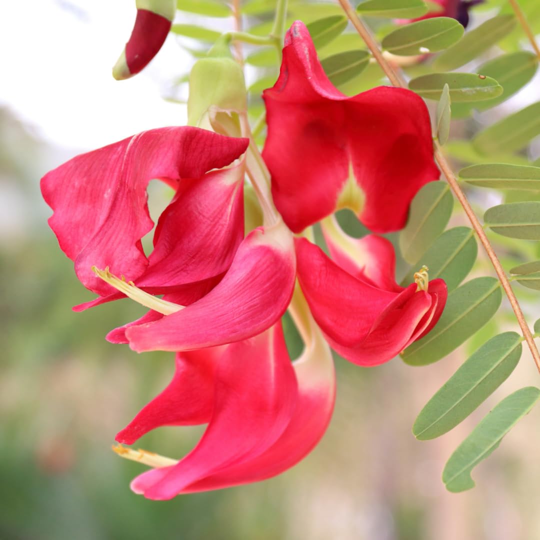 Sesbania Grandiflora – Scarlet Wisteria Hummingbird Tree Seeds