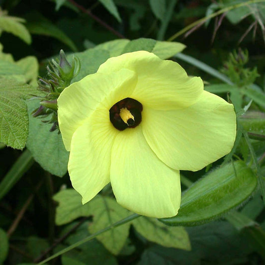 Musk Mallow Abelmoschus Moschatus – Fragrant Hibiscus Vegetable Seeds