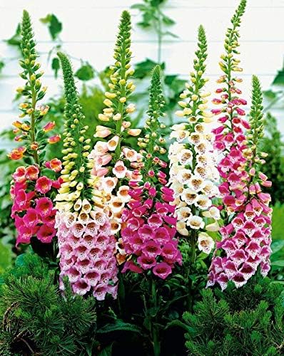 Digitalis Foxglove Mixed – Colorful, Mixed, Hummingbird Attracting
