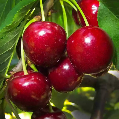 Cherry (Prunus) Seeds for Planting – Heirloom, Non-GMO, Easy to Grow, Indoor/Outdoor Variety