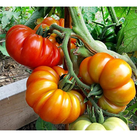 Costoluto Pesarese Tomato – Heirloom Vegetable Garden Seeds