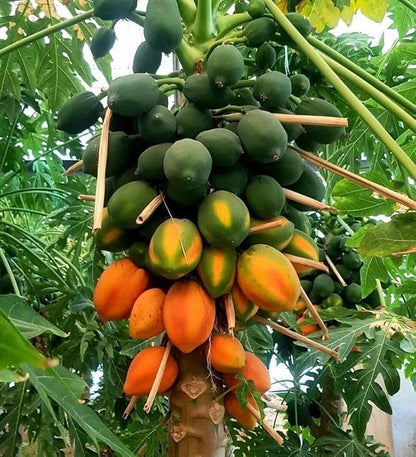 Red Lady Dwarf Papaya Seeds – Compact Early-Bearing Variety for Home Gardens