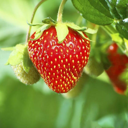 Red Strawberry – Sweet Juicy Fruit Seeds