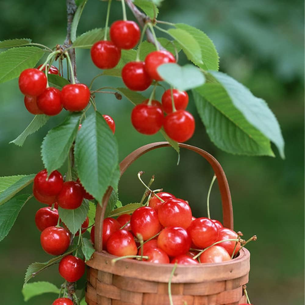 Cherry (Prunus) Seeds for Planting – Heirloom, Non-GMO, Easy to Grow, Indoor/Outdoor Variety