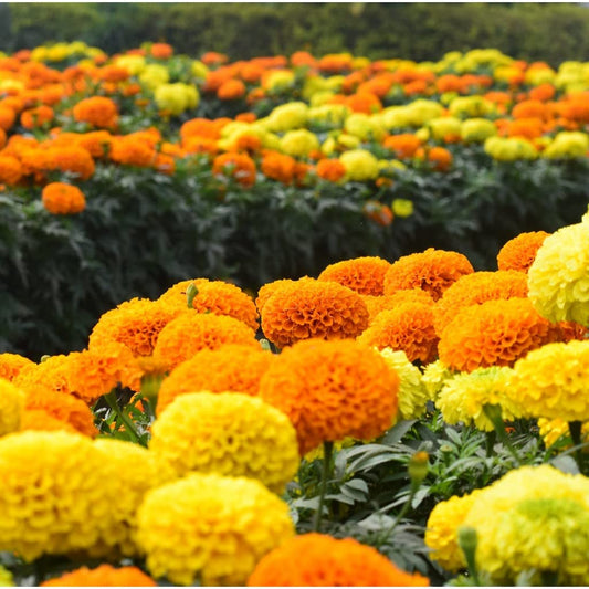 Marigold – Bright Annual Garden Flower Seeds