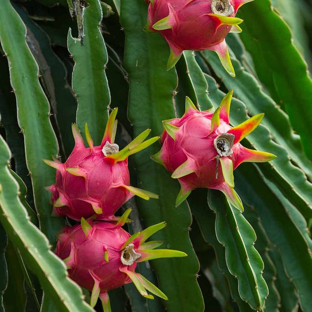 Pitaya (Dragon Fruit) Mix Seeds for Planting – Heirloom, Non-GMO, Red and White Flesh Varieties, Easy to Grow