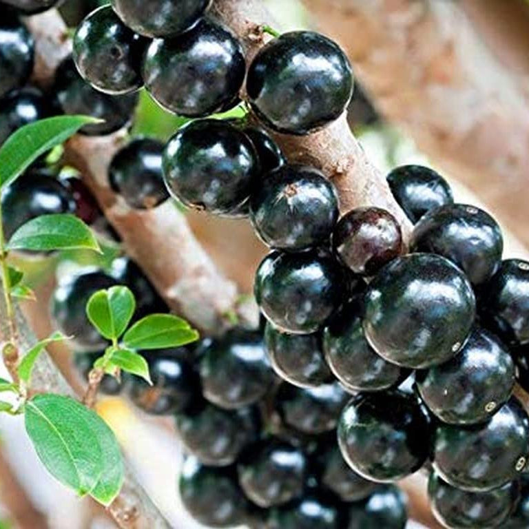 Jaboticaba (Plinia cauliflora) Seeds for Planting – Heirloom, Non-GMO, Easy to Grow, Evergreen Fruit Tree