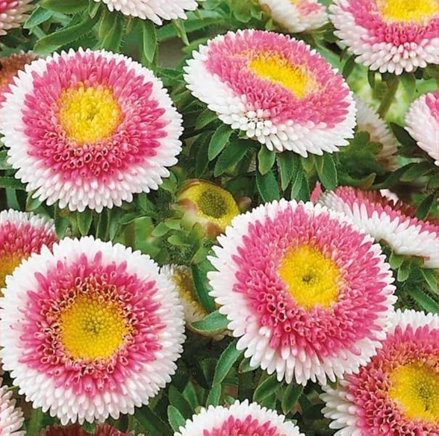 Aster Pompon Hinomaru Callistephus Chinensis – Dwarf Garden Flower Seeds