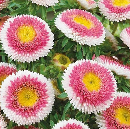 Aster Pompon Hinomaru Callistephus Chinensis – Dwarf Garden Flower Seeds