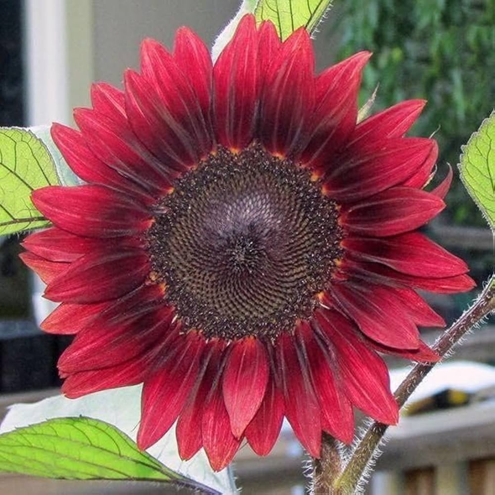 Rare Sunflower Seeds for Planting Unique Garden Varieties Vibrant Non-GMO Blooms