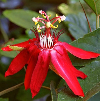 Passiflora vitifolia Seeds – Scarlet Passion Flower, Heirloom, Non-GMO, Tropical Climbing Vine