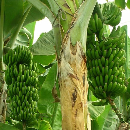 Green Banana Seeds for Planting – Heirloom, Non-GMO, Musa Variety, Easy to Grow