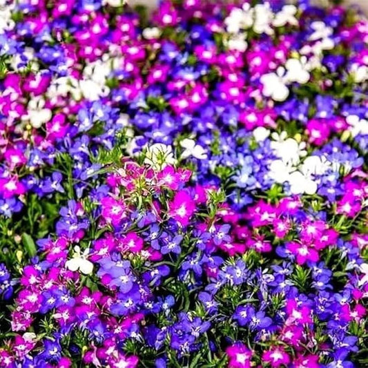 Lobelia Riviera Mix Lobelia Erinus – Colorful Garden Flower Seeds