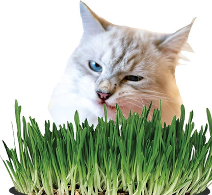 Cat Grass Growing Kit – Organic Seed in Jute Grow Bag – Pet Grass Seeds