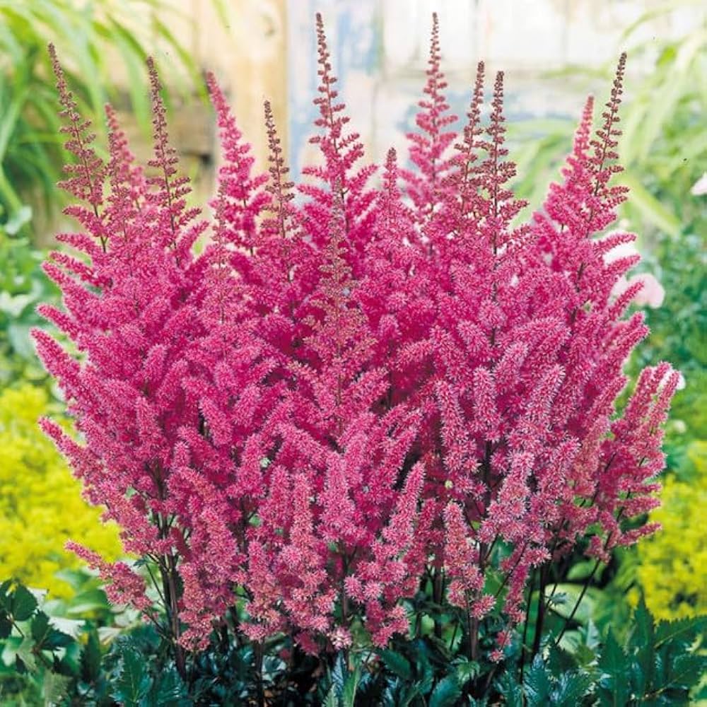 Astilbe Astilbe Arendsii – Showstar Mixed Color Flower Seeds